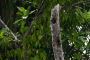 Amazonas06 - 422 * Yellow-tufted Woodpecker.